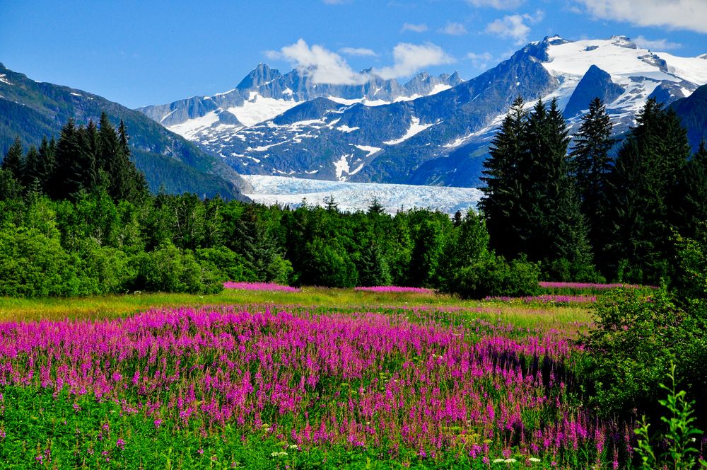 https://assets.mymaggie.ai/uploads/Cover_Juneau_73d6e34fa1.jpg local